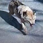 sehirde-canavar-alarmi-tunel-kazarak-kacti-uyari-ustune-uyari-yapiliyor-4OLYiBwU